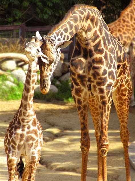 Baby Giraffe Animal Facts Encyclopedia