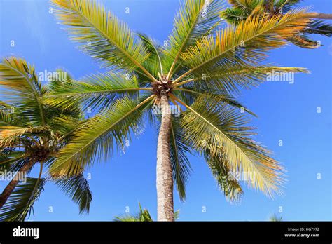 Palm Tress On The Beach Detail Stock Photo Alamy