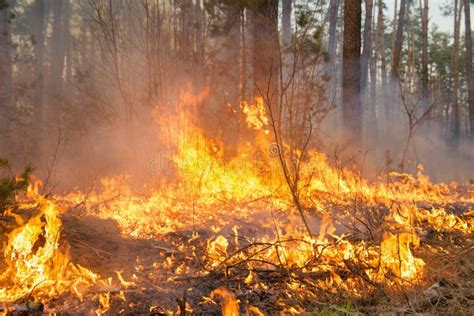 Big Forest Fire In Pine Stand Stock Image Image Of Hazard