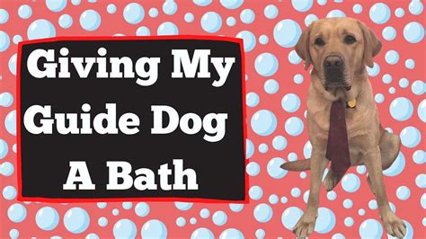Giving My Guide Dog A Bath Youtube