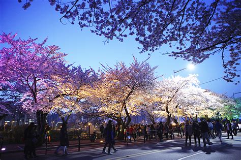 These Are Some Unusual Places To See Cherry Blossoms