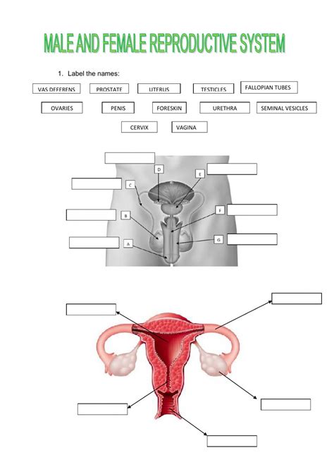 Science Worksheet Label Parts Of The Female Reproductive System Male