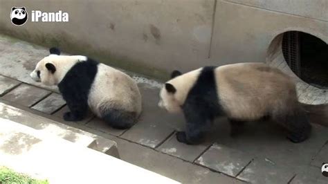 Pandas 18 Minute Sex Romp Breaks Mating Record Illawarra Mercury Wollongong Nsw