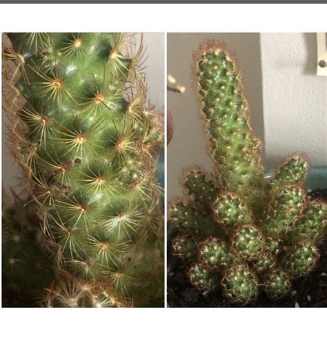 Moon cactus by moon cactus, released 01 february 2019 1. I found tiny black spots on my cactus. Any suggestions ...