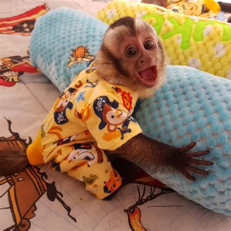 Capuchins Monkey Animals For Sale Atlanta Ga 330554