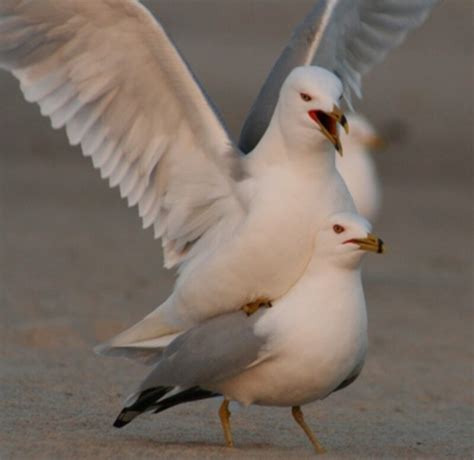 Bird Sex And Why It Matters My New Column For The New York Times