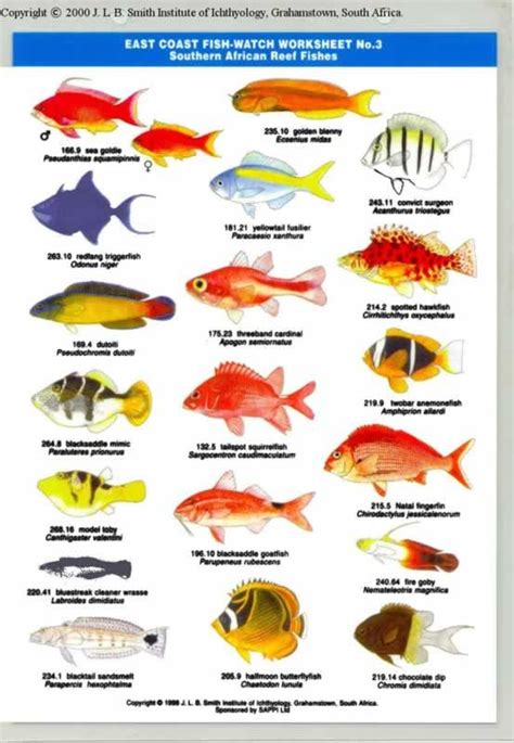 Pin By On South African Fishes Types Of Fish