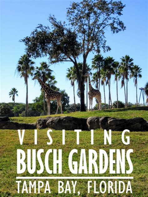 Images of modern america, which details the colorful history. Visiting Busch Gardens Tampa Bay: A Review + Tips. - My ...
