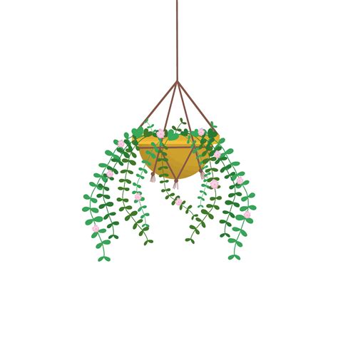 Free Hanging Plant Growing In Pots 17786269 Png With Transparent Background