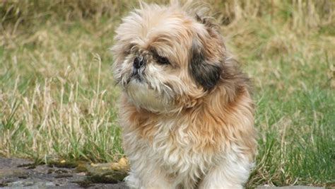 Puppy play consists of chasing, pouncing, barking, growling and biting. Shih Tzu Puppy Biting And Growling - Puppy And Pets