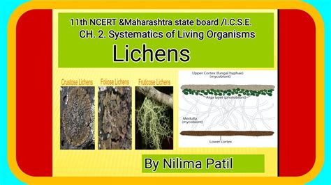 Lichen Anatomy Types And Uses Youtube