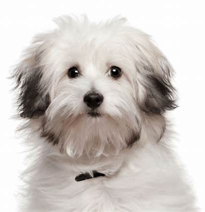Bolognese Dogs Dog Breed Breeds Puppies Bichon