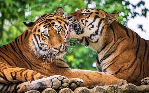 3840x2160px 4k Free Download Tiger Love Tigers Nature Animals