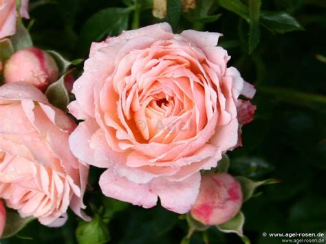 Buy Peach Clementine Miniature Rose Agel Rosen