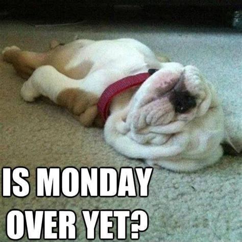 This Is How I Feel Today Monday Funny Animal Pictures Cute Animals