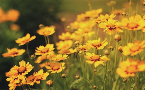 Wallpaper Sunlight Flowers Nature Field Yellow Blossom Daisy