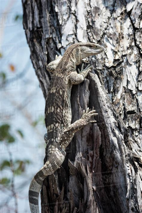 A Nile Monitor Lizard Climbing A Tree Stock Photo Dissolve