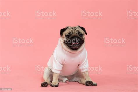 Happy Dog Smile On Pink Backgroundcute Puppy Pug Breed Happiness On