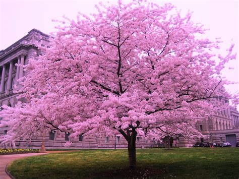 Cherry Blossom Tree In DC Cherry Blossom Tree Pink Bloss EroFound