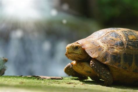 Cómo Saber si mi Tortuga Tiene Hongos Lo que Debes Tener en Cuenta