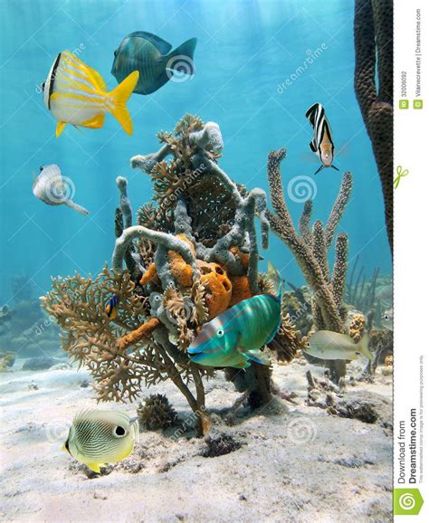 Under Water Marine Life Stock Photo Image Of Gorgon