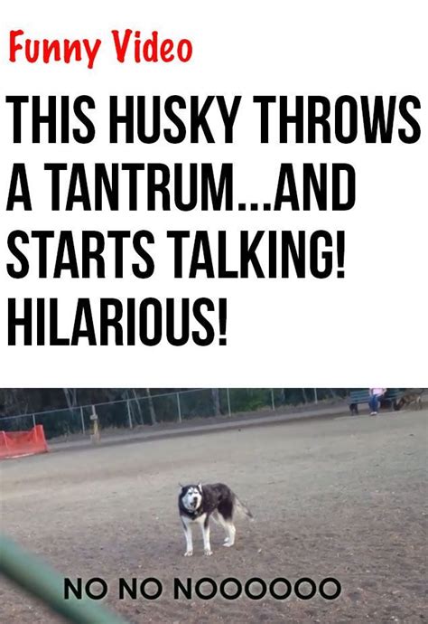 This Talking Husky Throws A Tantrum Funny Animals Funny
