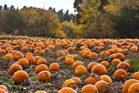 Looking For Fall Fun Head To The Reno Pumpkin Patches