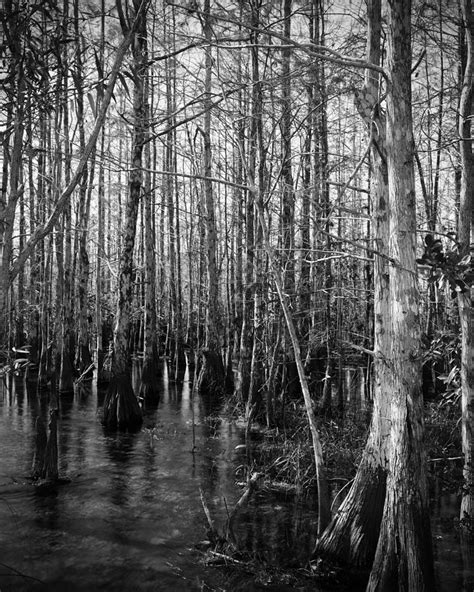 Cypress Head Everglades Bw Photograph By Rudy Umans Fine Art America