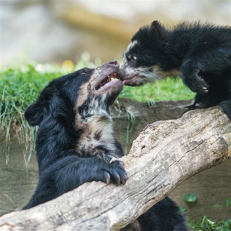 Andean Speckled Bear Cub Licking His Mom Photograph By William Bitman