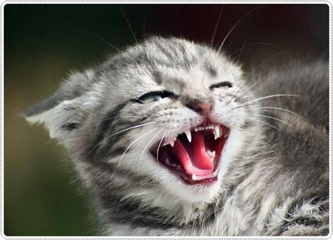 Funny Angry Cats 18 Cool Wallpaper