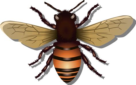 Collection Of Png Hd Bee Pluspng