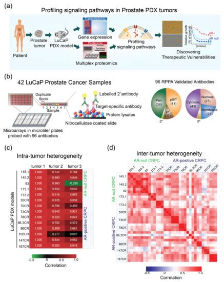 Cancers Free Full Text Proteomic And Transcriptomic Profiling