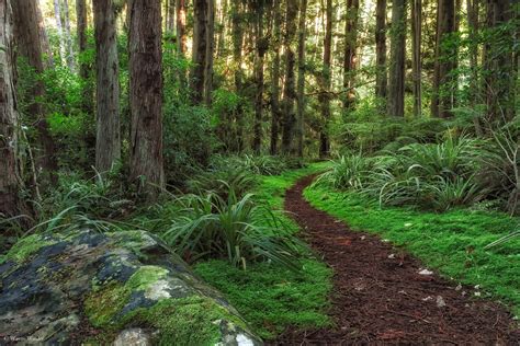 New Zealand Forests Trail Trunk Tree Moss Grass Trees Dunedin