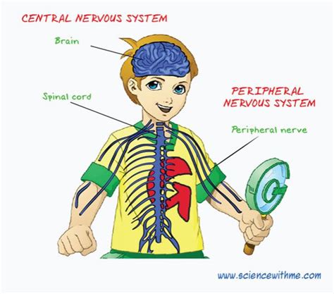 The nervous system enables humans to react to their surroundings and to coordinate their behaviour. Free Nervous System Cliparts, Download Free Clip Art, Free Clip Art on Clipart Library