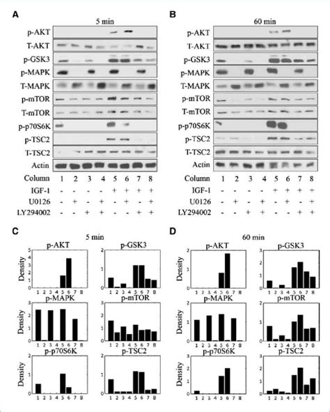 Combined Inhibition Of MEK And PI3K In MDA MB231 Cells A And B