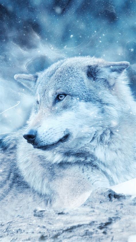 Winter Wolf Wallpapers Hd Wallpapers Id 21645