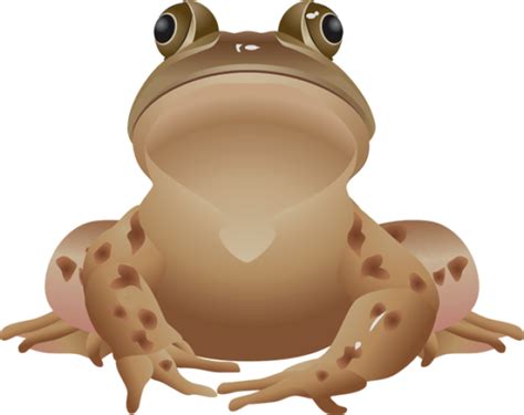 Toad Clipart Living Things Toad Living Things Transpa
