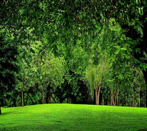 Green Scenery Wallpapers Top Free Green Scenery Backgrounds