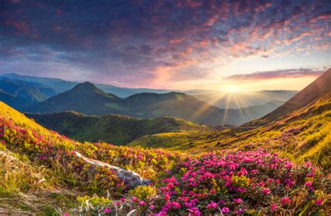 Magic Pink Rhododendron Flowers In The Mountains Summer Sunrise Stock Photo Download Image Now