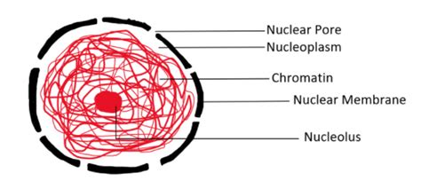 Draw The Nucleus And Label Its Parts What Is The Function Of The