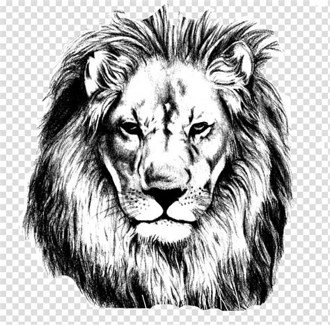 Lion Stencil Lion Drawing Pencil Sketch Lions Head Transparent
