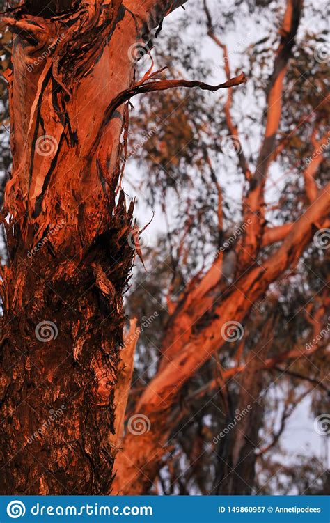 Eucalyptus Tree Bark Stock Photography 44664218