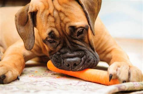 Benefits of carrots for dogs carrots offer dog owners an. Are Carrots Good for Dogs? Health Benefits of Feeding Raw ...
