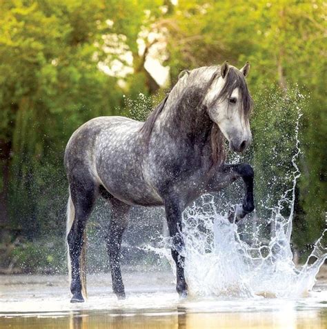 Handsome Dapple Gray Spanish Horse Splashing In The Water Horses