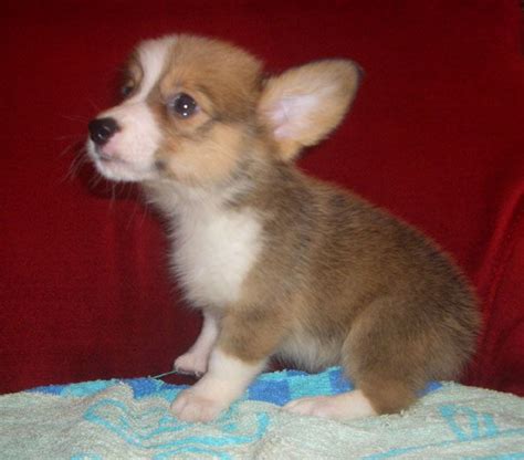 These corgi puppies were historically used as herding dogs mostly for cattle. sable corgi puppies | ... Puppies for Sale: Local ...
