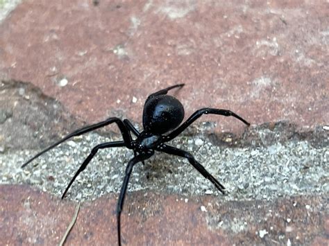 The Boise Guide To Black Widow Spiders