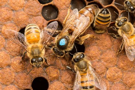 Northern Queen Honey Bees For Better Beekeeping Queen Bees