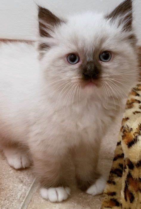 Ragdoll Kittens For Sale In Florida Dixie Ragdolls Cattery Ragdoll Kitten Ragdoll Cats For