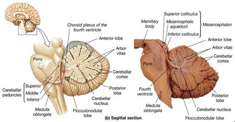Associate Degree Nursing Physiology Review Brain Anatomy And Function Brain Anatomy Brain Images