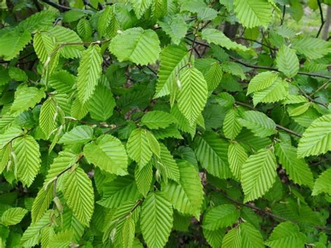 Wann sollte ich meine buchenhecke schneiden? Buchenhecke richtig pflanzen: Anleitung in 8 Schritten ...